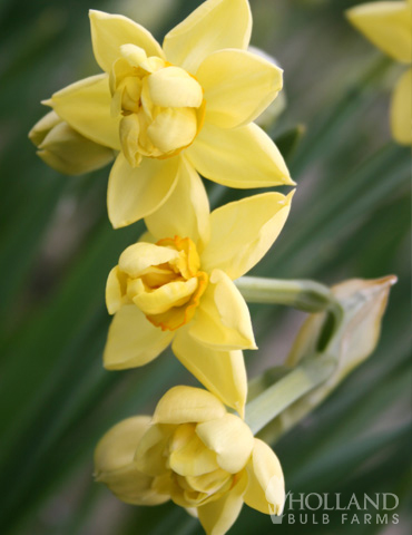 Yellow Cheerfulness Daffodil Jumbo Pack - 82132