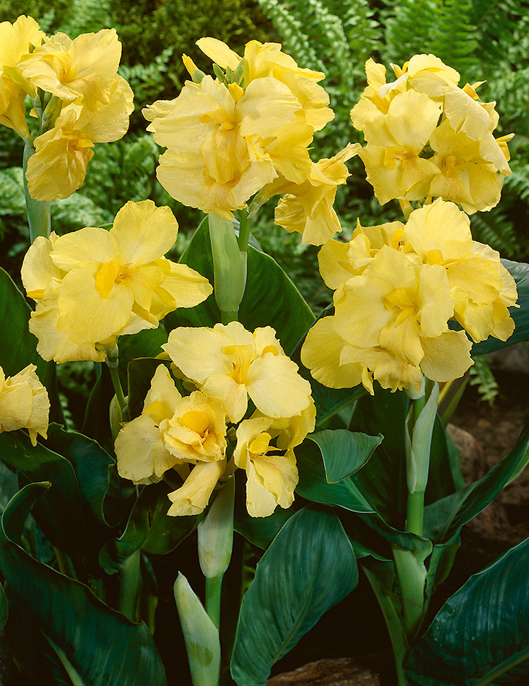 Canna Lily Bulbs Canna Lily Rhizomes for Sale