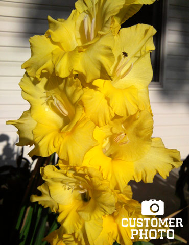 Yellow Gladiolus Value Bag - 76150