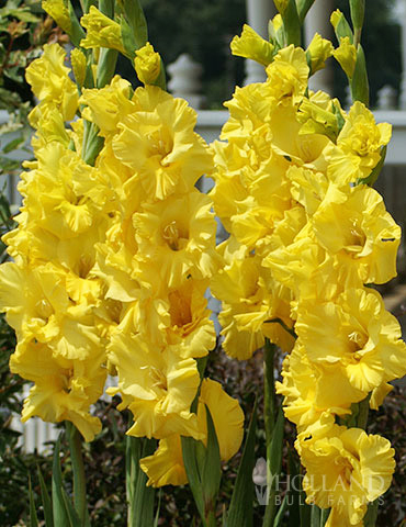 Yellow Gladiolus Value Bag 