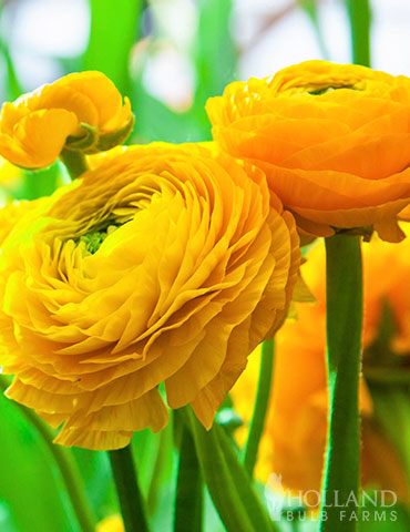 Yellow Tecolote® Ranunculus - 78112