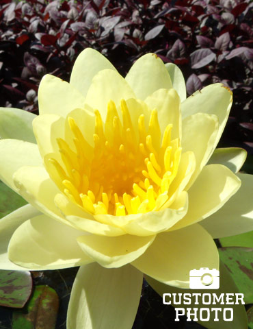 Yellow Water Lily - 78103
