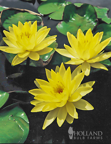 Yellow Water Lily 