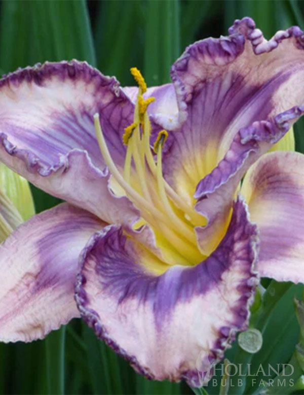 Youve Got Soul Reblooming Daylily