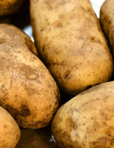 Yukon Gold Seed Potatoes - 75104