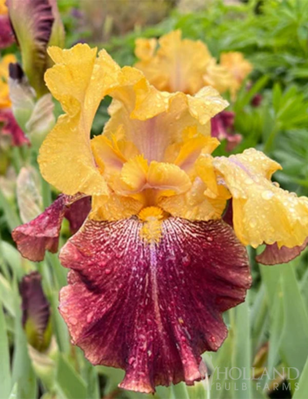 Ziggy Reblooming Bearded Iris