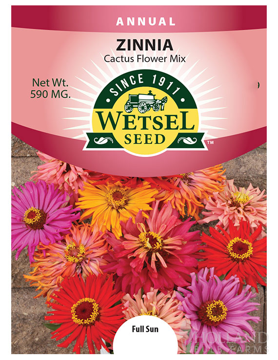 Zinnia Cactus Flower Mix