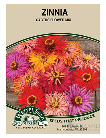 Zinnia Cactus Flower Mix 