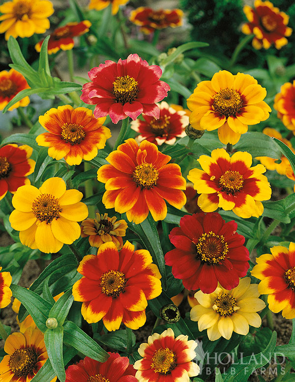 Zinnia Chippendale Mix Plant Start 4-Pack