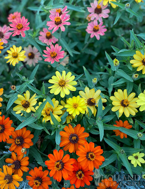 Zinnia Profusion Five Colors Mix