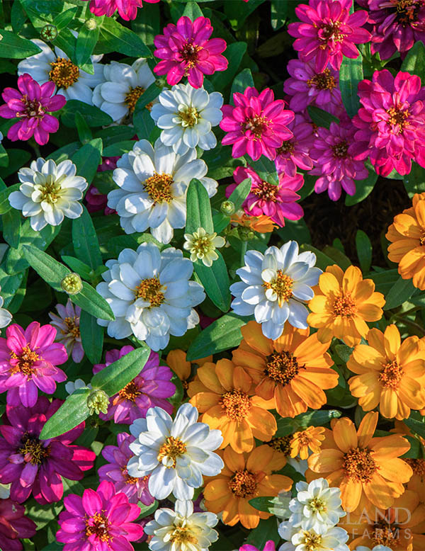 Zinnia Profusion Five Colors Trio