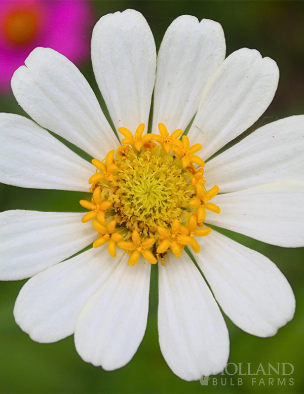 Zinnia Profusion White Trio