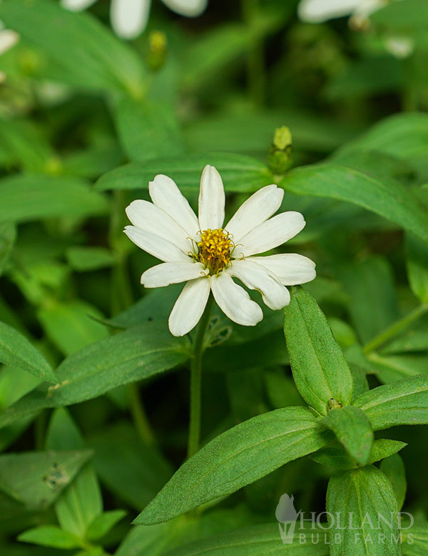Zinnia Profusion White