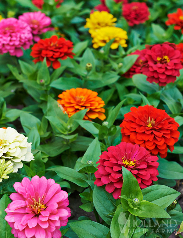 Zinnia Short Stuff Mix Plant Start Trio
