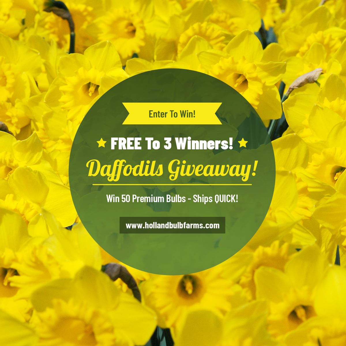 GIVEAWAY: 3 FREE 50 Packs of Dutch Master Daffodils