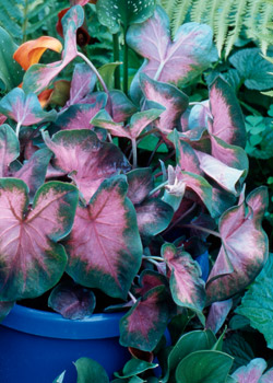 Caladium