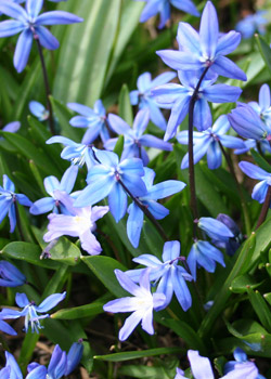 Scilla schlechteri BULB/PLANT Nice blooming size Tall flower spike Drimiopsis 