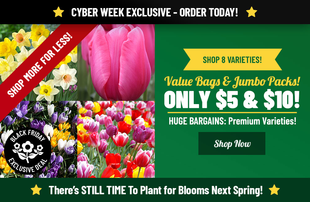 CYBER WEEK EXCLUSIVE: $5 and $10 Value Bags and Jumbo Packs!