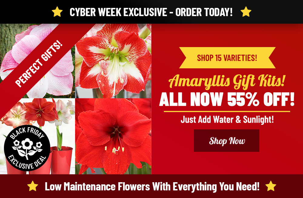CYBER WEEK EXCLUSIVE: Up To 55% OFF Amaryllis Gift Kits!