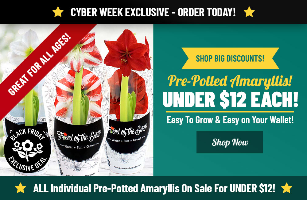 CYBER WEEK EXCLUSIVE: Pre-Potted Amaryllis ONLY $15!