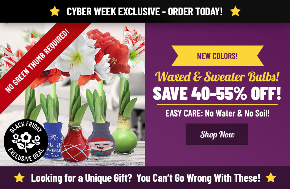 CYBER WEEK EXCLUSIVE: 40-55% OFF Waxed and Sweater Amaryllis Bulbs!