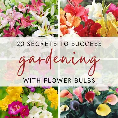20 Secrets to Success Planting Flower Bulbs