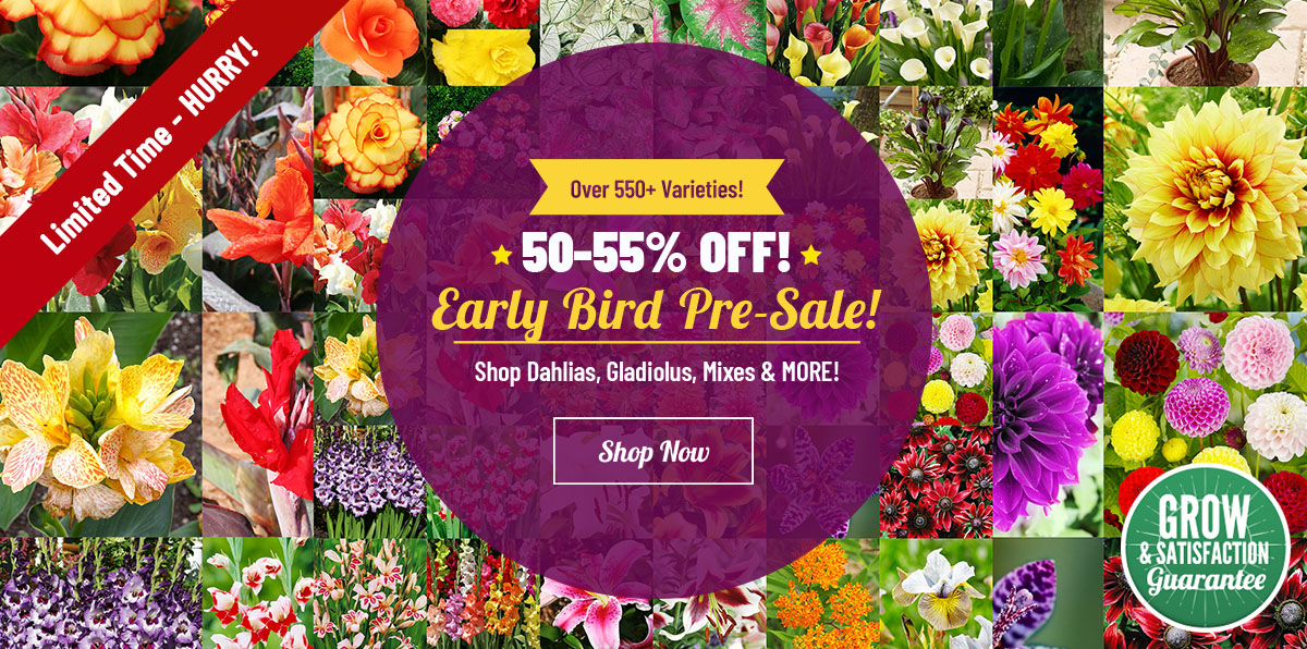 SPRING LAUNCH: 50-55% OFF ALL 550+ Spring Planted Bulbs!
