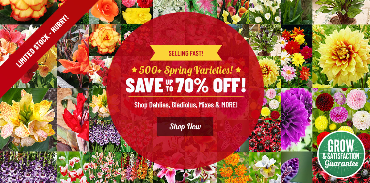 EARLY BIRD SAVINGS: Up To 70% OFF ALL Spring Planted Faves!
