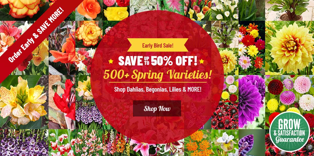 SPRING LAUNCH: Up To 50% OFF ALL 550+ Spring Planted Bulbs!