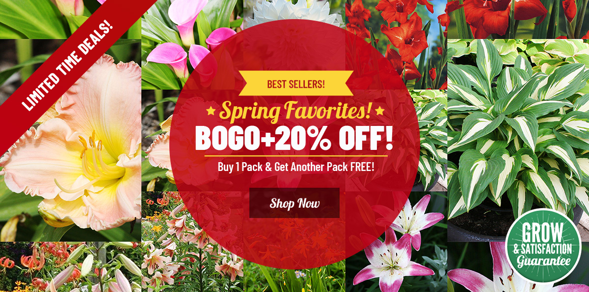 Buy 1 Get 1 FREE on 20+ Faves!