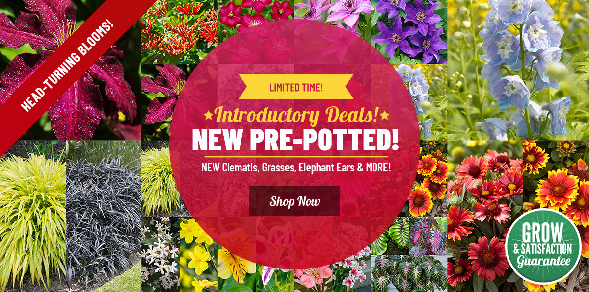 NEW | Pre-Potted Plant Starts on SALE!