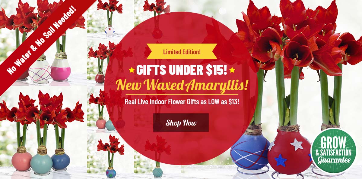GIFT READY Indoor Flowers For UNDER $15!