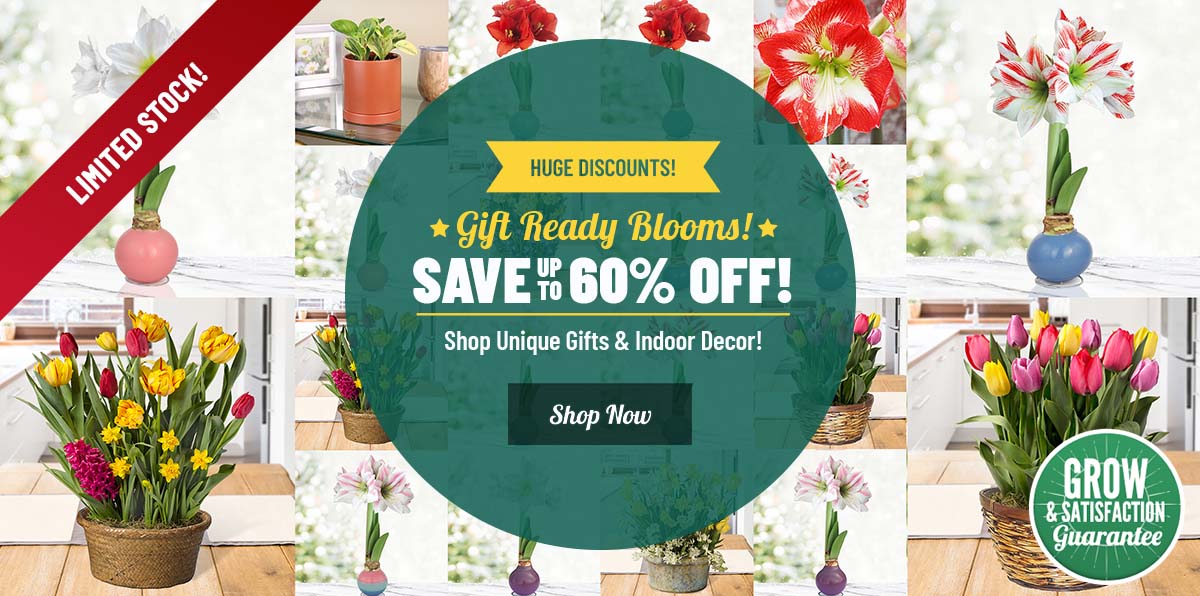 GIFT READY: 60% OFF Indoor Bulbs and Gifts!