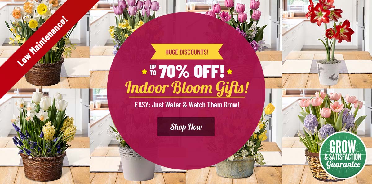 GIFT READY: Indoor Flower Gardens!