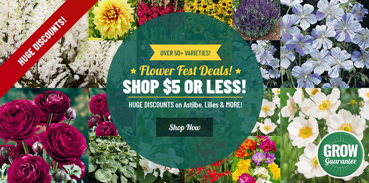 NOW: $5 OR LESS FLOWER FEST!