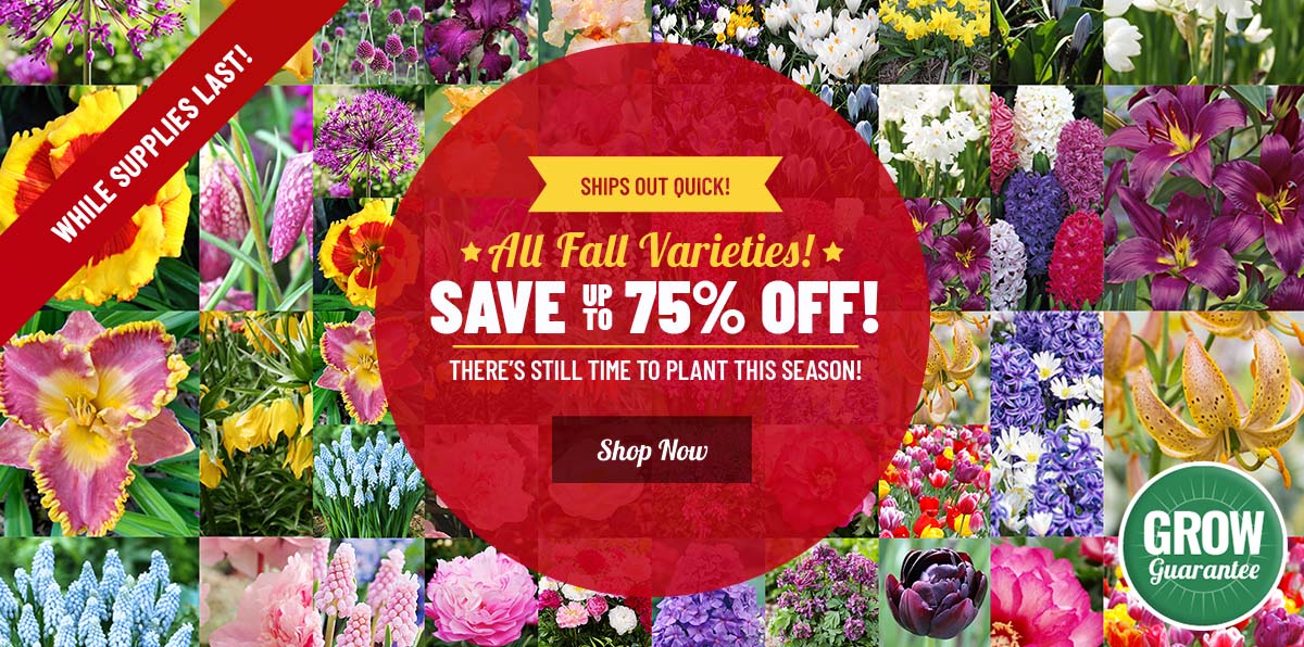 PLANT NOW | Up To 75% OFF Fall Planted Bulbs!