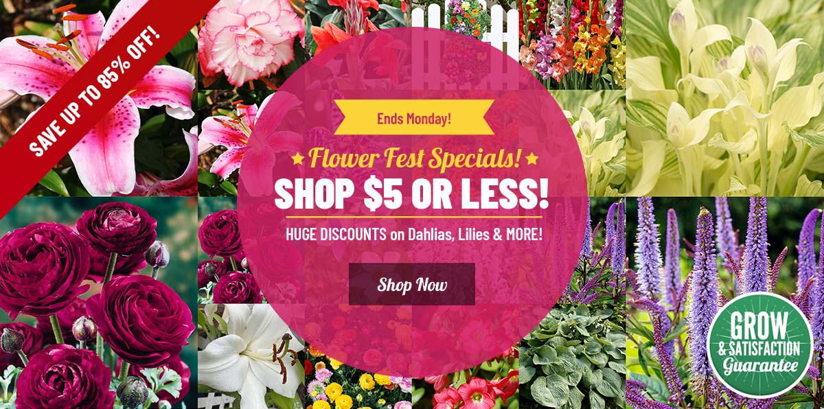 $5 OR LESS Flower Fest Is Here!