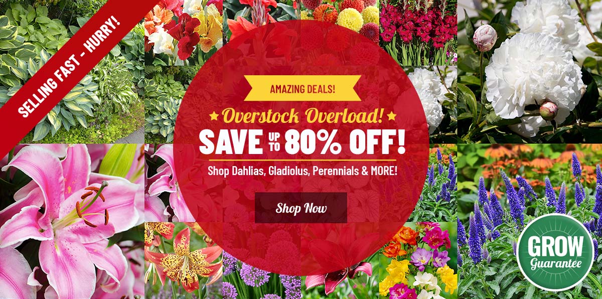 OVERSTOCK OVERLOAD: Up To 80% OFF 60+ Spring Planted Faves!