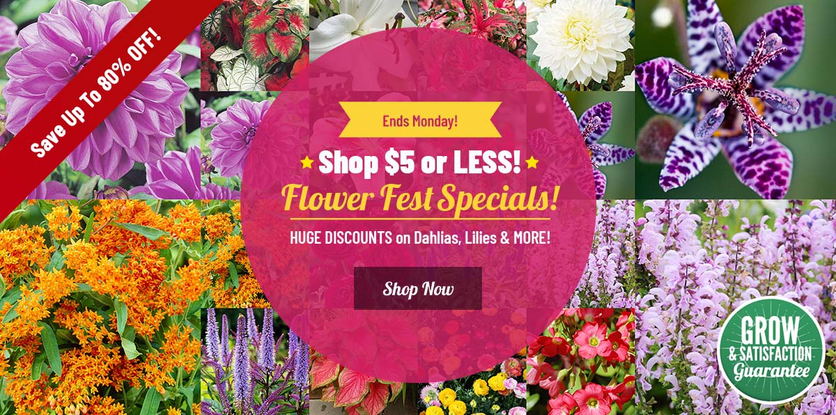 $5 OR LESS Flower Fest Sale!