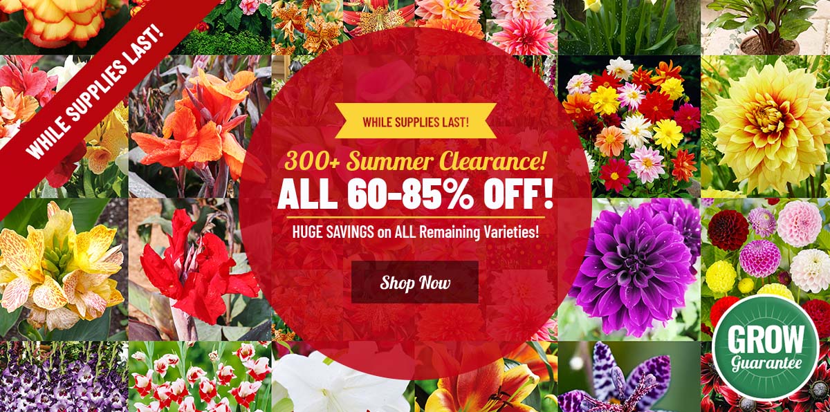 SUMMER CLEARANCE: 60-85% OFF ALL 300+!