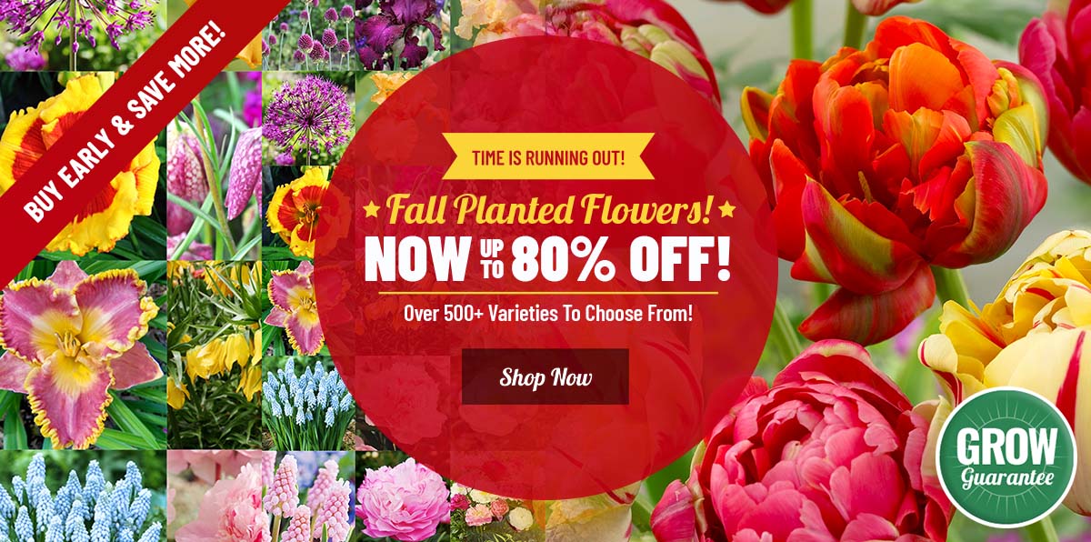 FALL BULB SALE: UP TO 80% OFF ALL 500+!