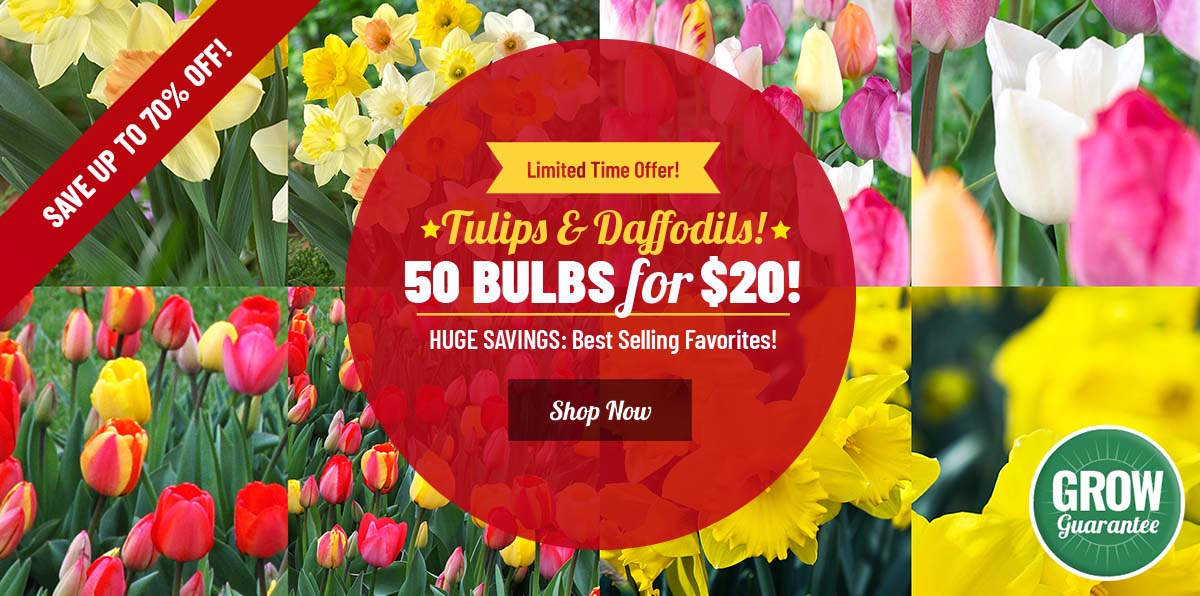 MIXED PACKS | 50 Tulips or Daffodils For $20!