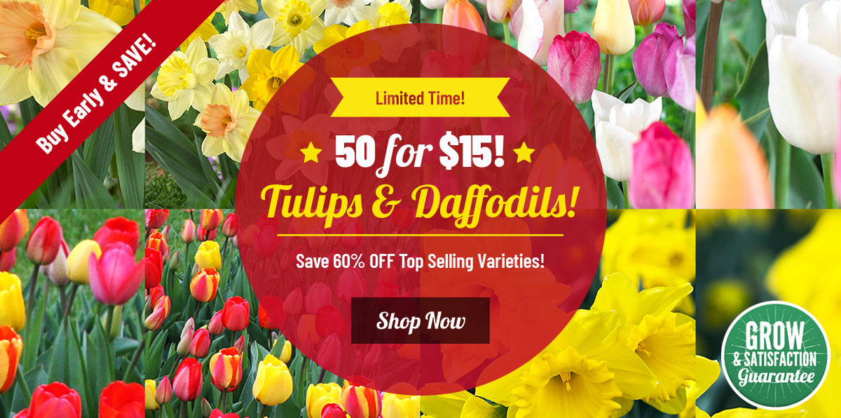 EARLY BIRD SALE: 50 Bulbs For ONLY $15!