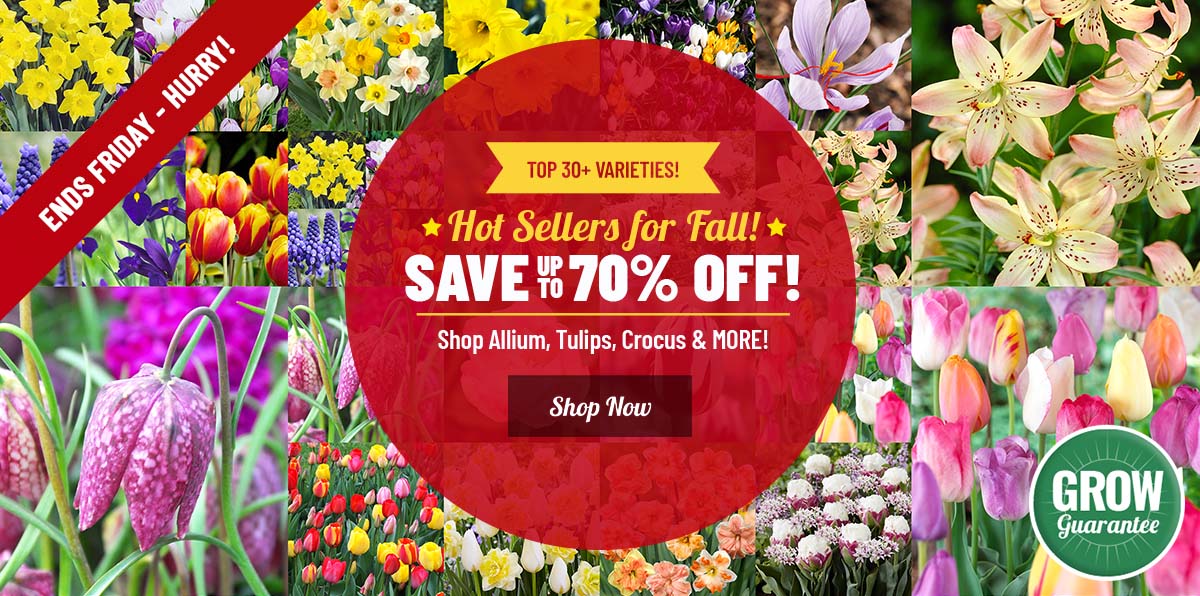 FALL BULB SALE: UP TO 70% OFF ALL 500+!