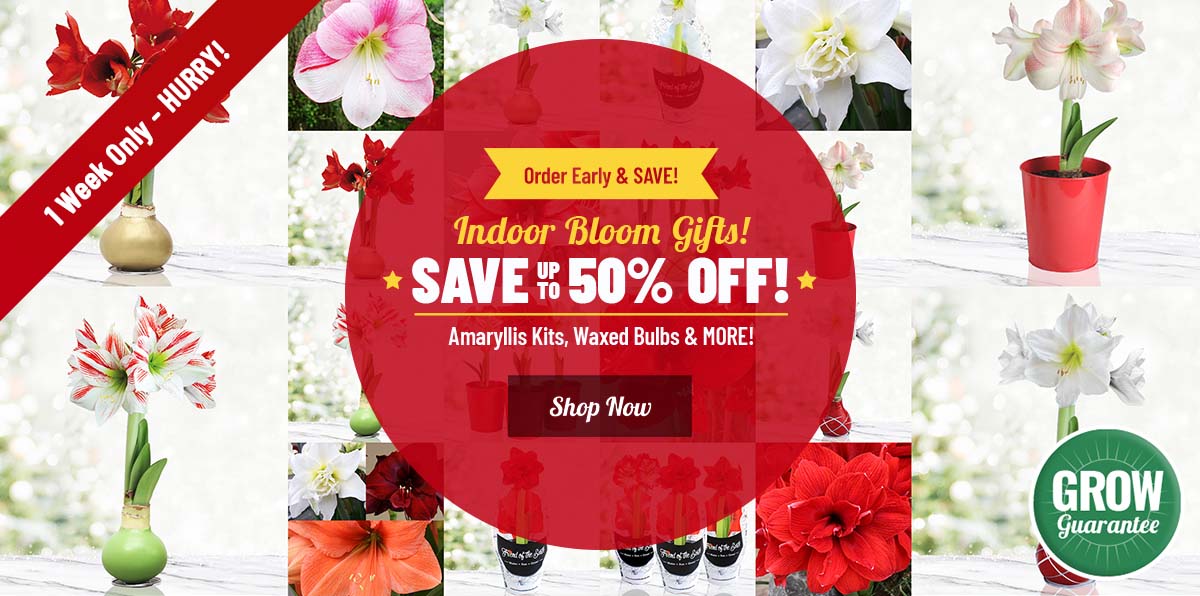 GIFT READY: 50% OFF Select Indoor Bulbs and Gifts!