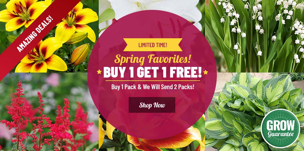 BOGO | Spring Planted Faves - Buy 1 Get 1 FREE!
