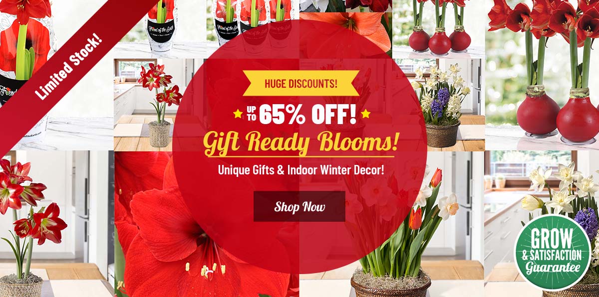 GIFT READY: 65% OFF Indoor Bulbs and Gifts!