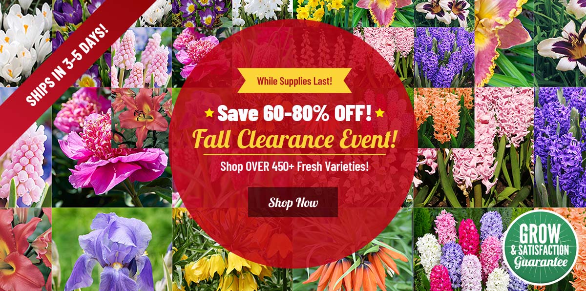 CLEARANCE: UP TO 80% OFF ALL Fall Planted Bulbs!