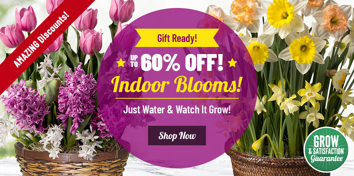 60% OFF Select Indoor Bulbs and Gifts!