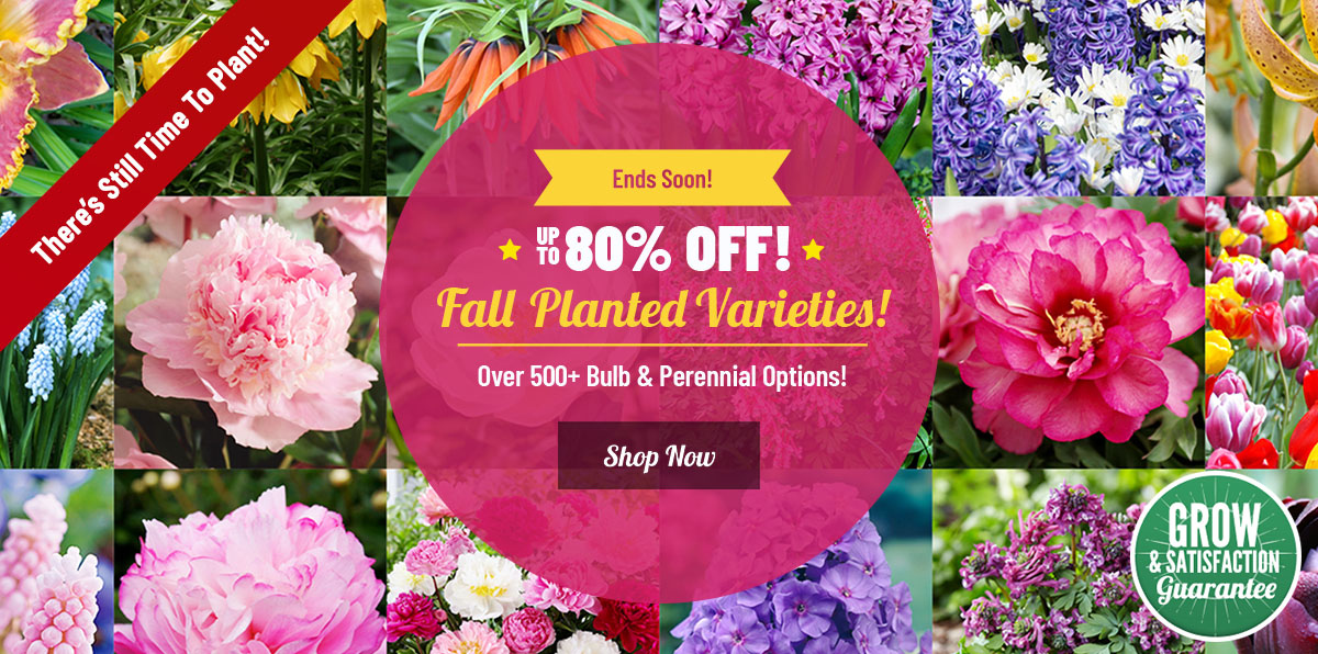 CLEARANCE: 60-80% OFF ALL Fall Planted Bulbs!